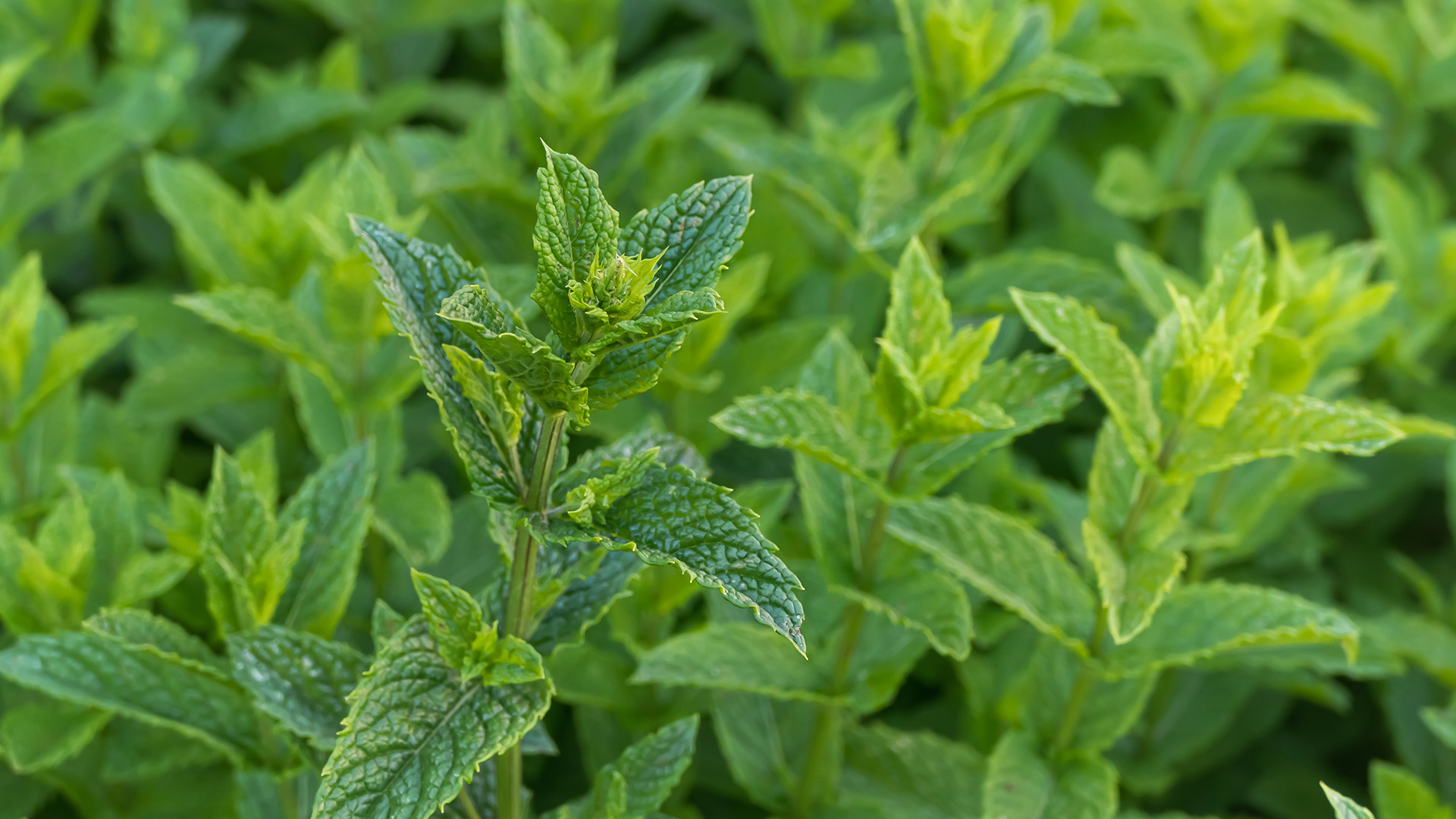 Mehr über den Artikel erfahren Wie es mit Pfefferminz begann