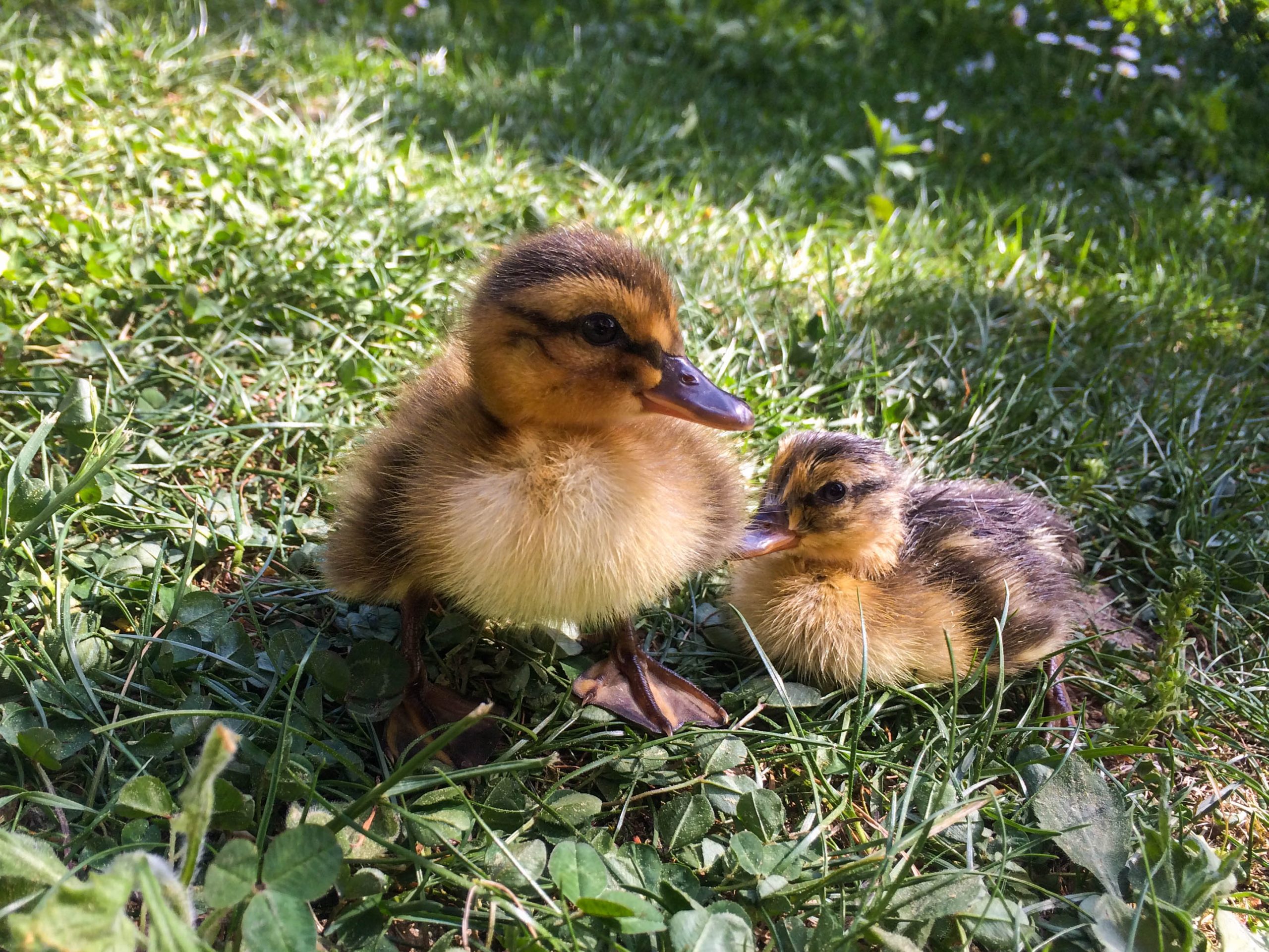 Mehr über den Artikel erfahren Wie wir zu unseren Enten kamen